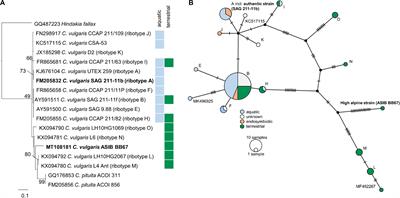 Adaptation to Aquatic and Terrestrial Environments in <mark class="highlighted">Chlorella vulgaris</mark> (Chlorophyta)